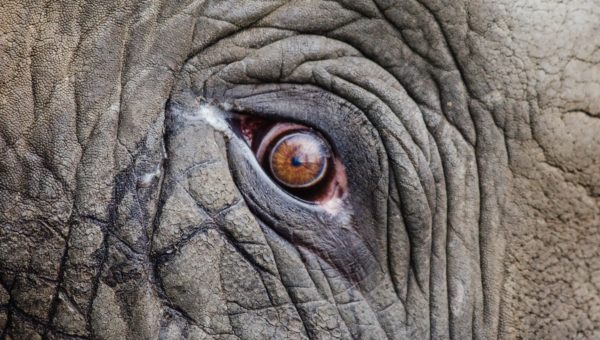 giant elephant eye closeup
