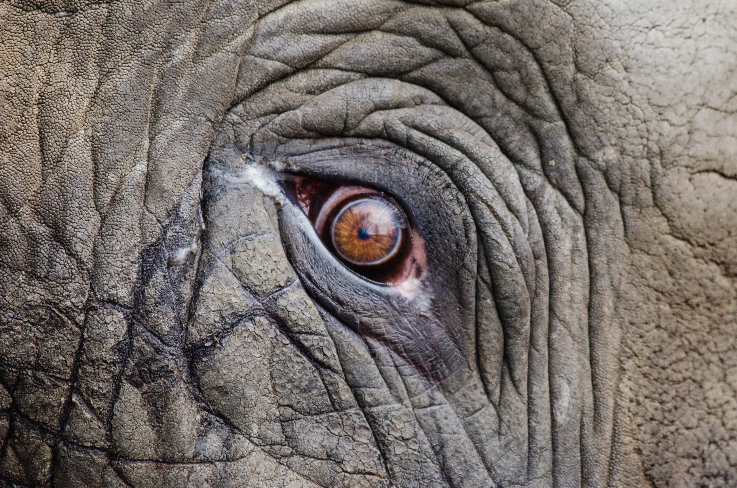 giant elephant eye closeup
